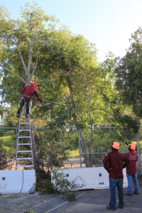 tree removal contractor