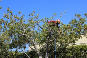 Professional Tree Trimming Los Angeles