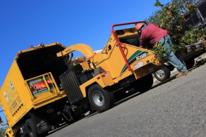 Licensed Tree Removal