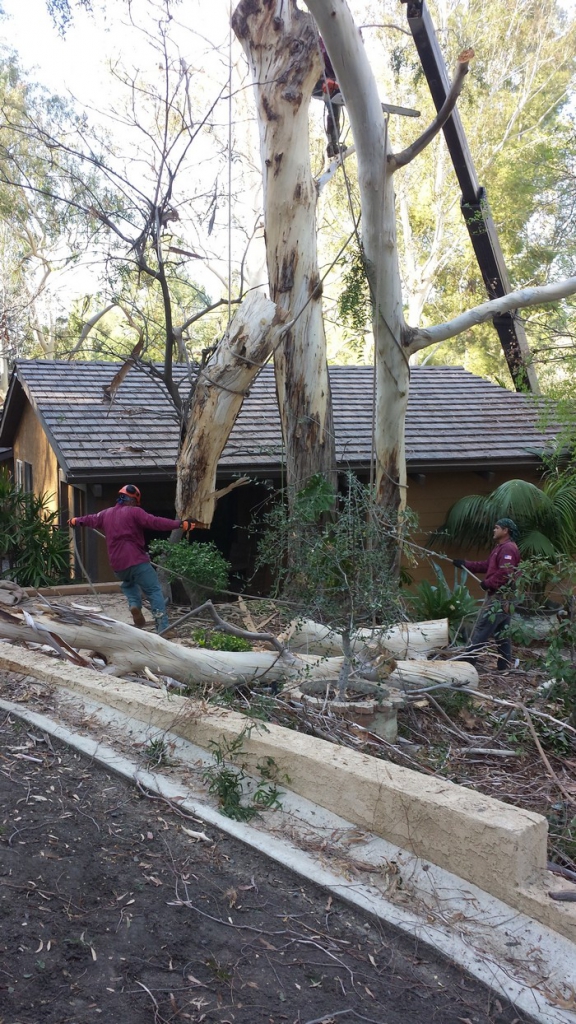 Benefits of Tree Trimming