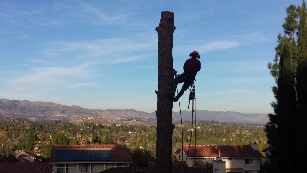 residential tree service