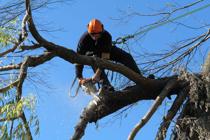 tree-trimming-brentwood