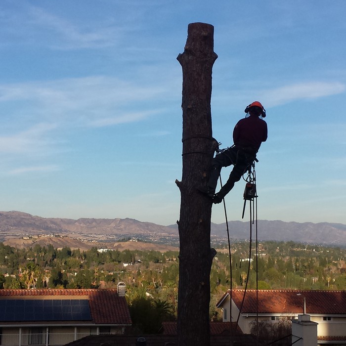 tree-trimming-calabasas