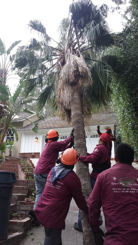 tree-trimming-van-nuys