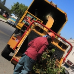 Tree Removal Los Angeles