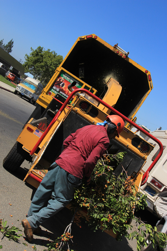 Tree Removal Needs