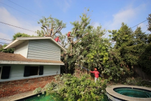 Tree Removal in Los Angeles