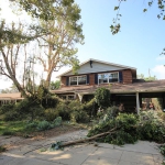 Tree Removal Los Angeles