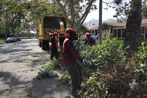 Tree Removal in Los Angles