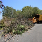 Tree Trimming Company