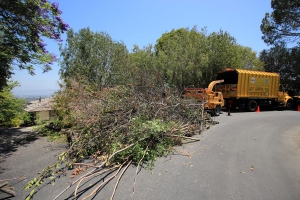 Tree Trimming Company