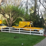 Tree Removal & Tree Trimming Service Los Angeles