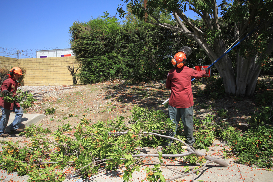 Weed-Abatement-in-Los-Angeles