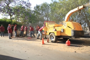 Tree-Trimming-San-Gabriel 