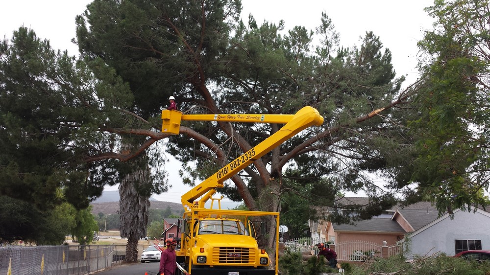 Licensed-Tree-Service