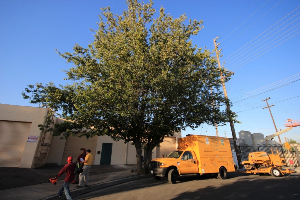 Insured Tree Service Company