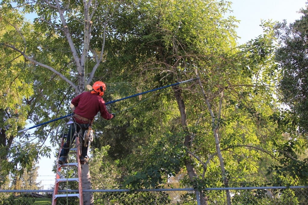 Professional Tree Removal in Los Angeles