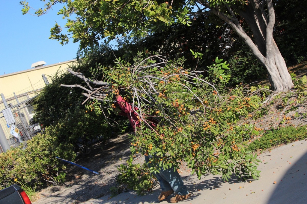 Affordable Tree Service Company in Los Angeles