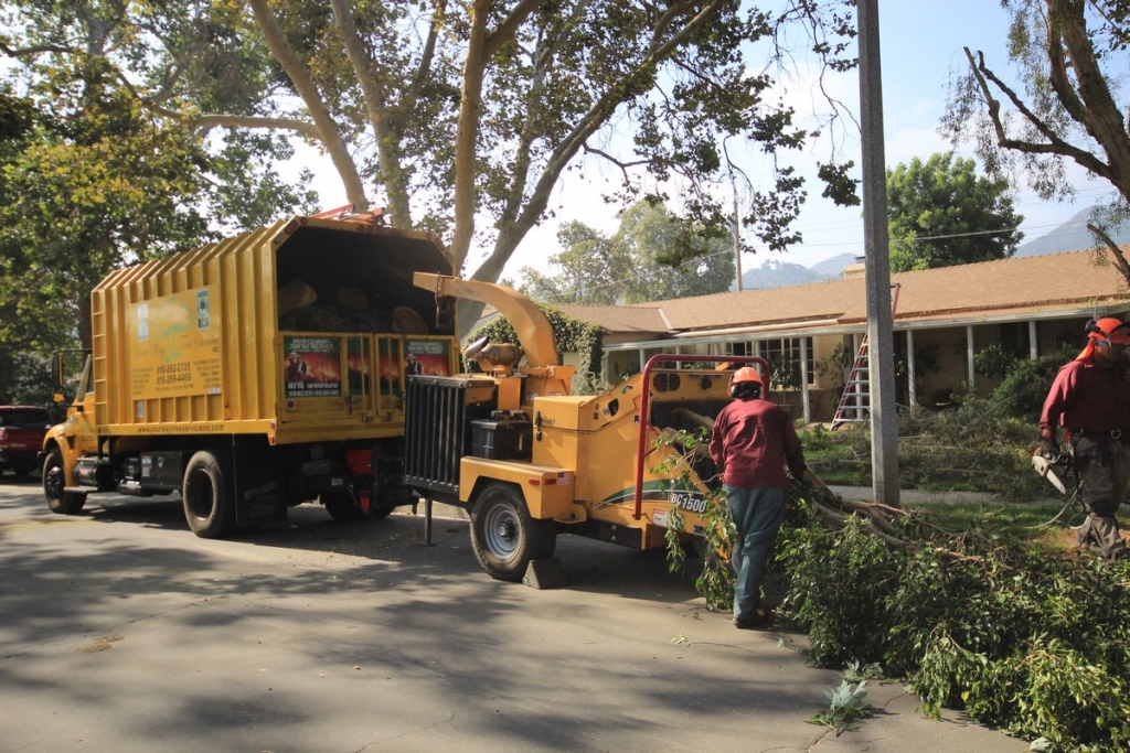 Tree Removal Contractor in Los Angeles