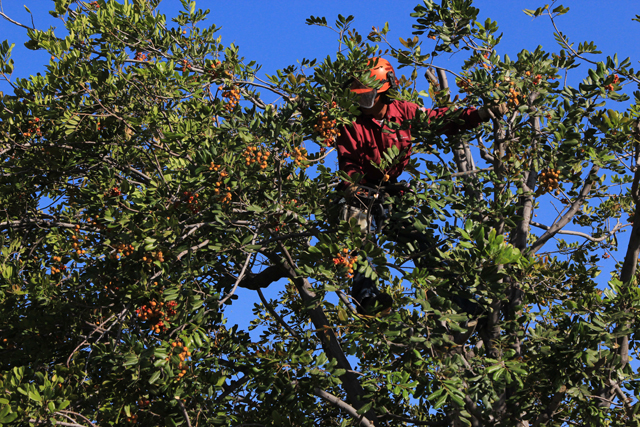 Tree Trimming in the San Fernando Valley