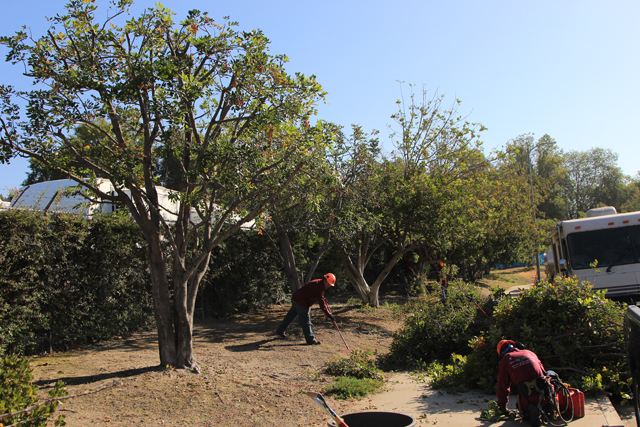 The Best Tree Service Company in Los Angeles