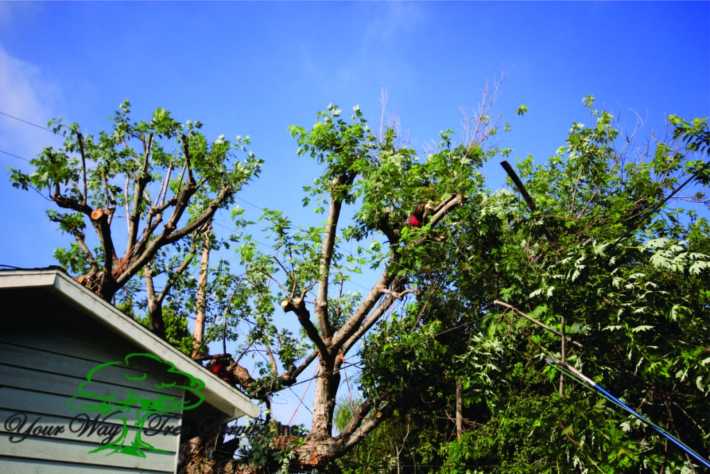 Top Tree Trimming Company