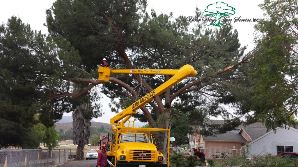 Tree Removal Bel Air