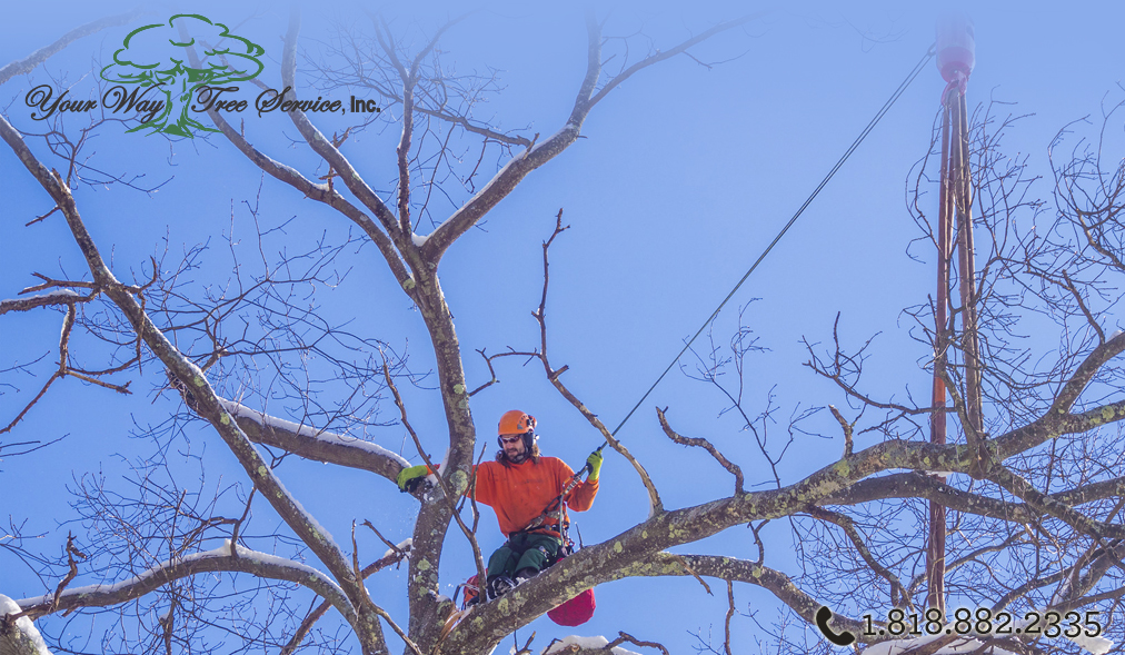 Tree Trimming in Beverly Hills