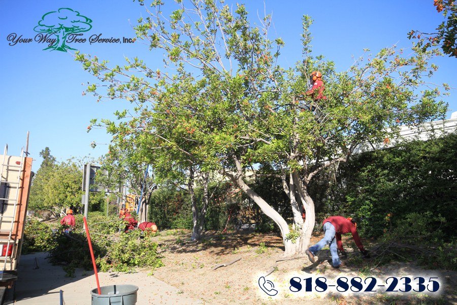 A Tree Service in Sherman Oaks Can Help Your Property