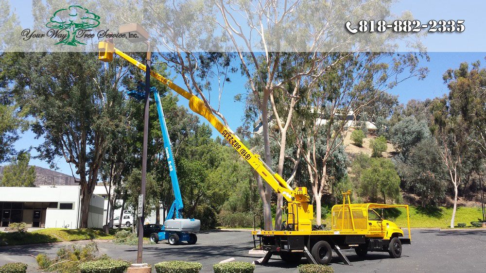 The Best Equipment for Tree Trimming in Valley Village