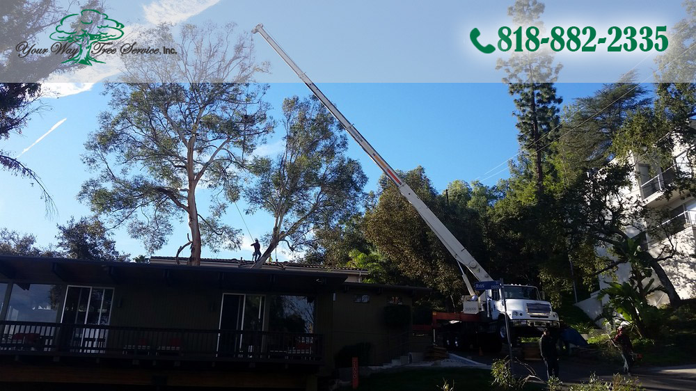 When you hire professionals to handle your tree trimming in Reseda, you will get a staff that knows the job at hand and how it should be taken care of. 