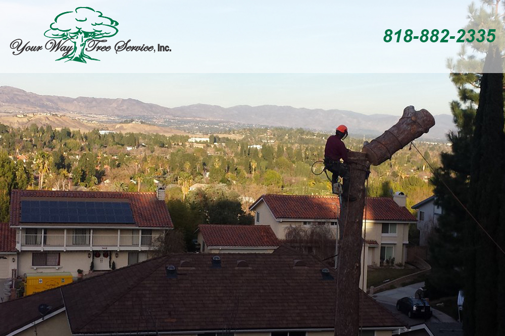 The Reasons for Tree Removal in Sherman Oaks