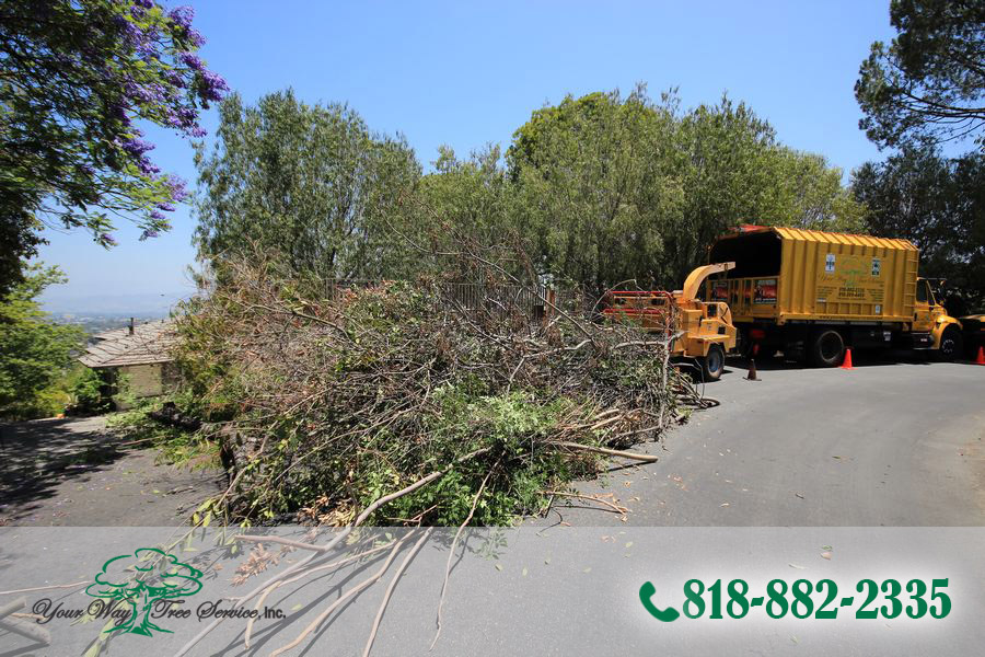 Tree Service in Brentwood is Much More Than Removal