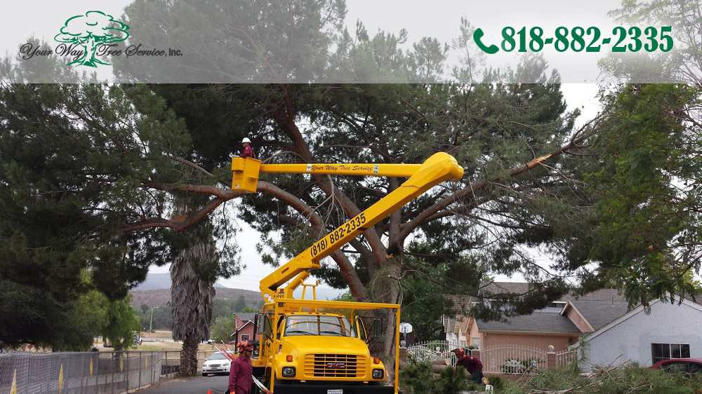 The Science of Tree Trimming in Newbury Park