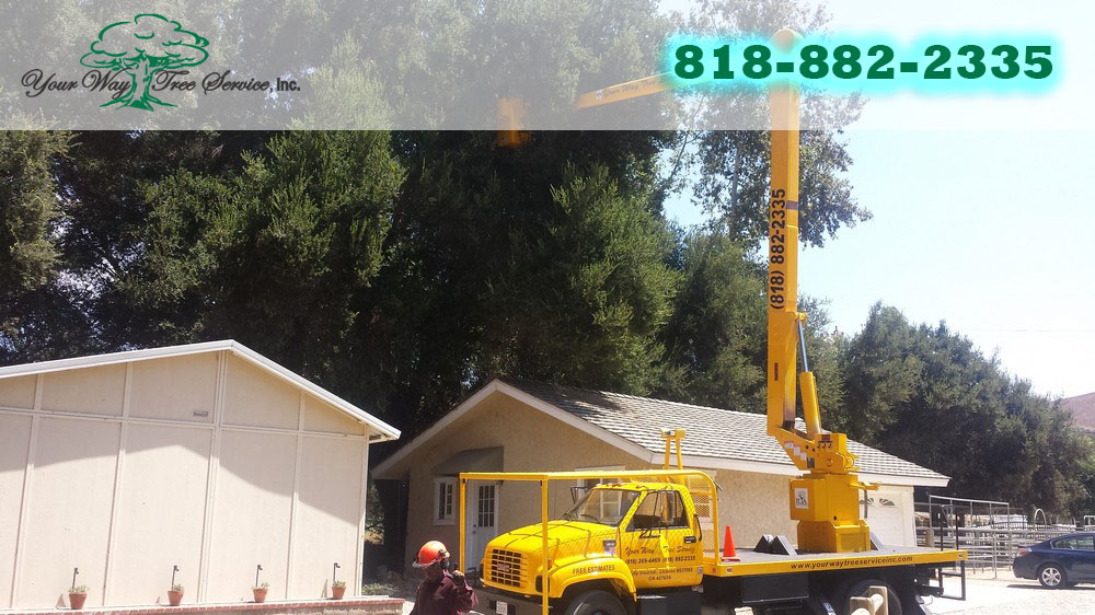 Tree Service in West Hills