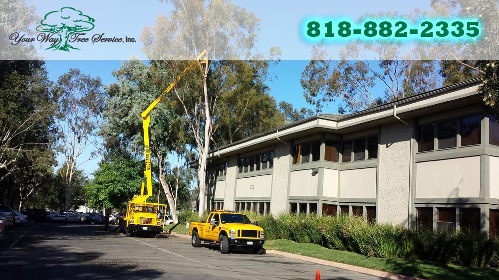 Tree Service in West Hills