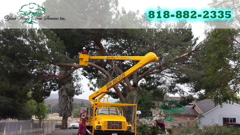 What Factors into the Costs of Tree Trimming in Sherman Oaks