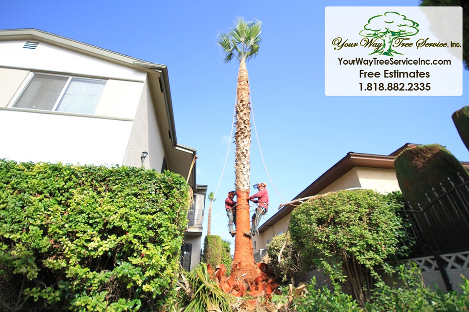 Professional Tree Removal in Hidden Hills