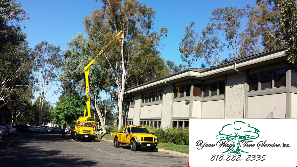 Avoid Disaster with Professional Tree Removal in Santa Monica