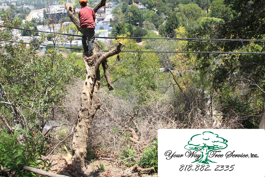 Does Your Home Need Tree Removal in Calabasas?