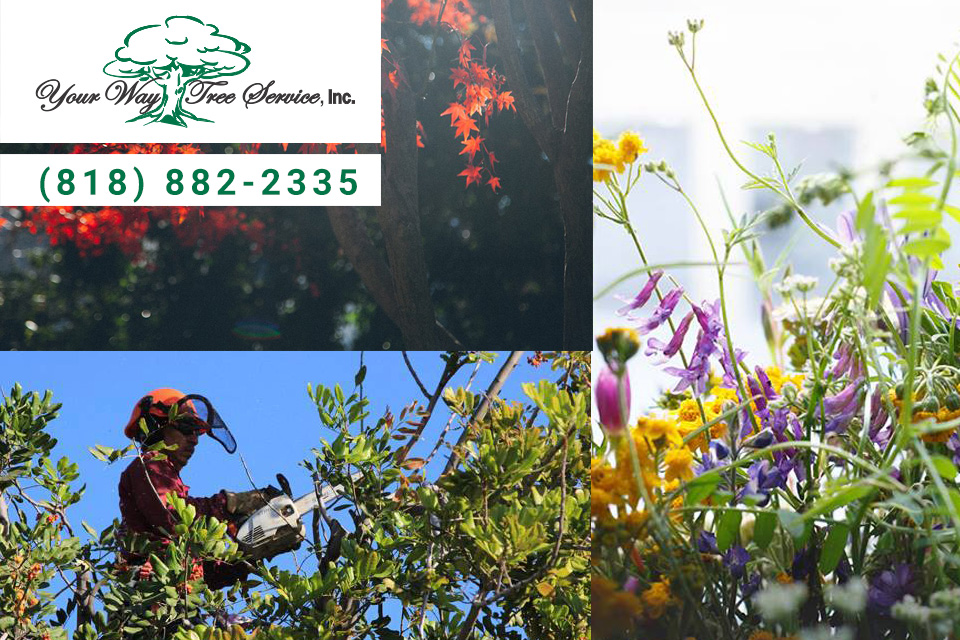 Why-Homeowners-Use-a-Tree-Service-in-Reseda