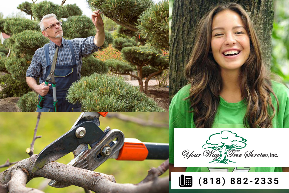 Choosing-a-Professional-Tree-Service-in-Hidden-Hills