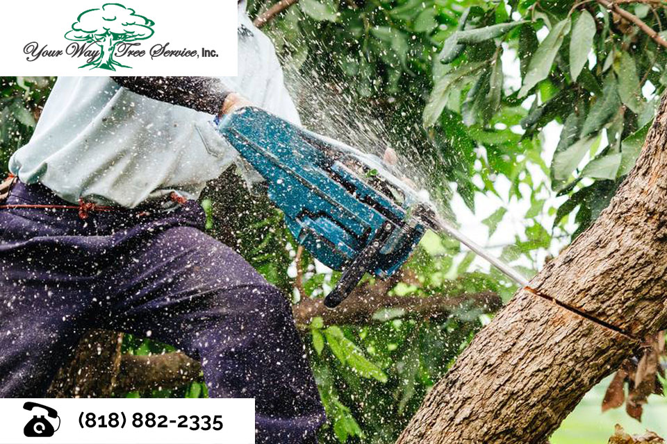 The-Benefits-of-Professional-Tree-Removal-in-Northridge