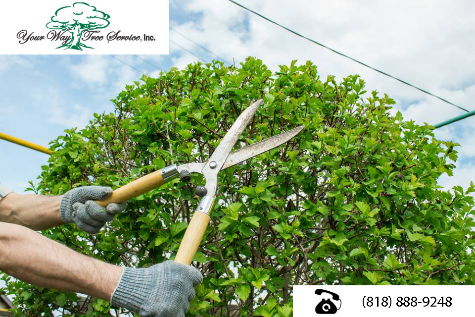 tree trimming in calabasas