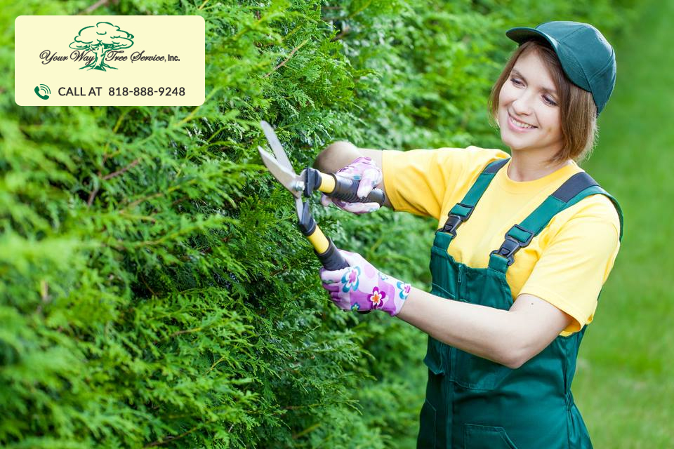 Professional Tree Trimming in Brentwood