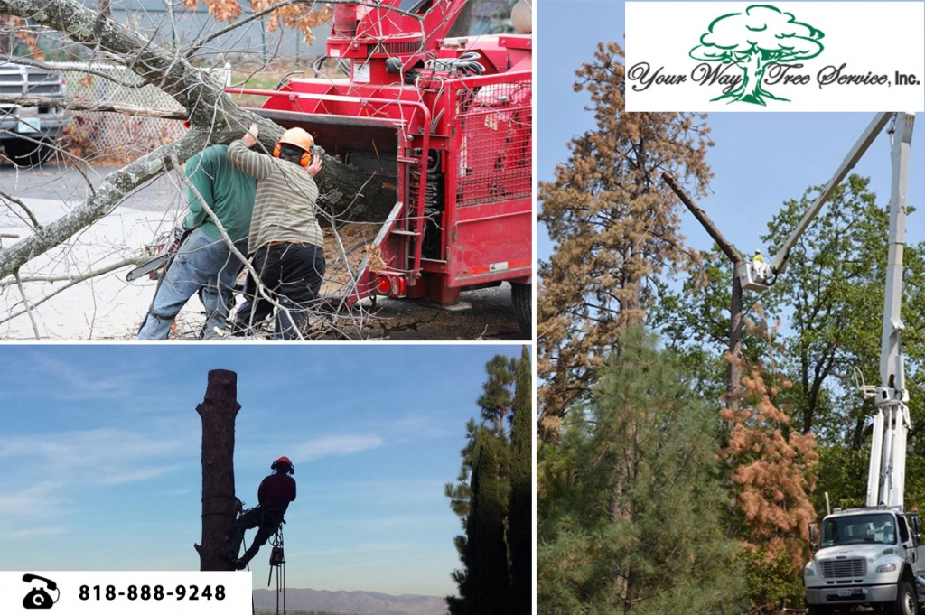 professional tree removal services in Calabasas