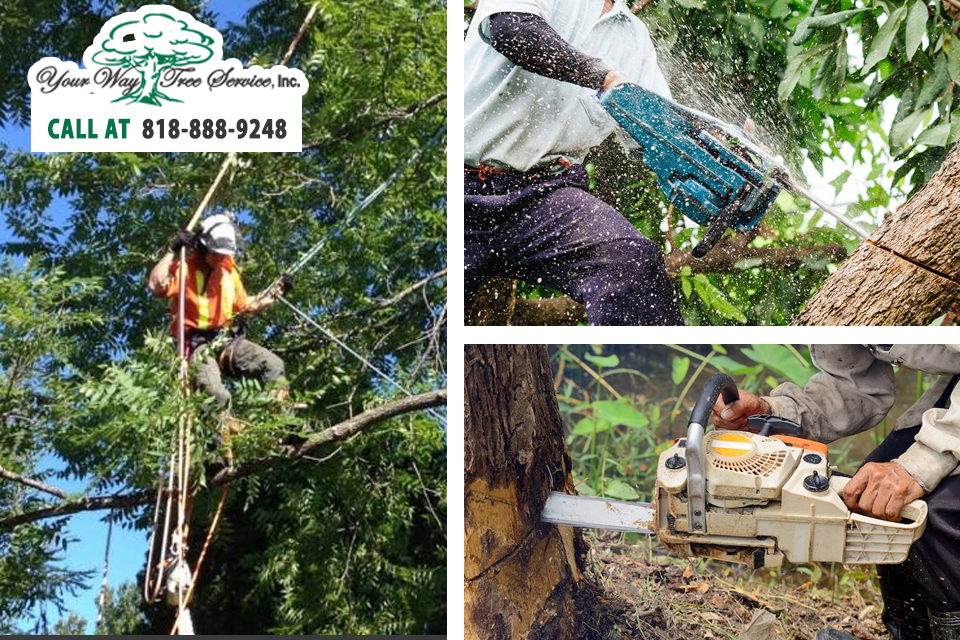 Choose the Right Local Tree Service in Calabasas