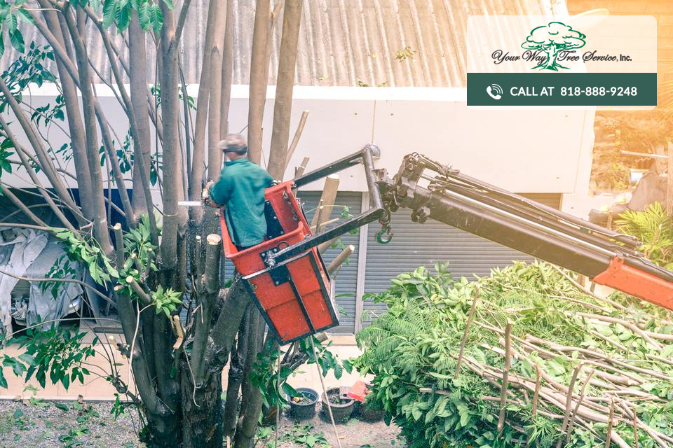 tree removal San Fernando Valley