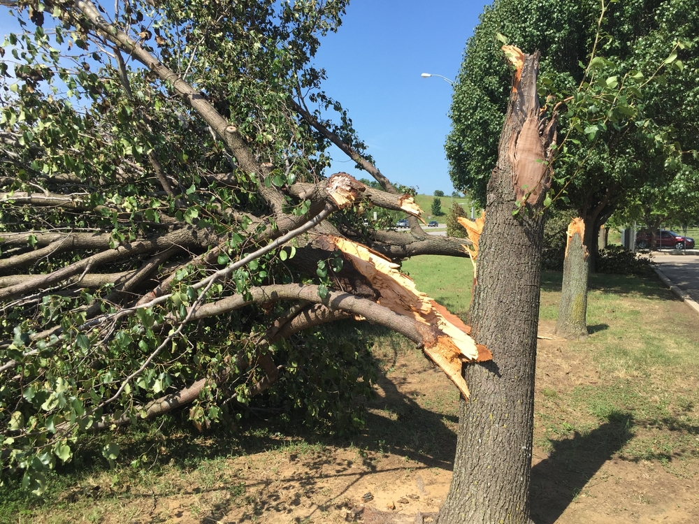 professional-tree-removal-service-in-sherman-oaks