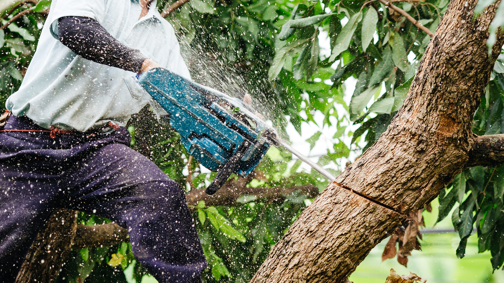 Tree Trimming In Pacific Palisades